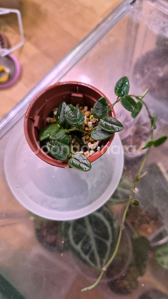 호야 탱총엔시스--0