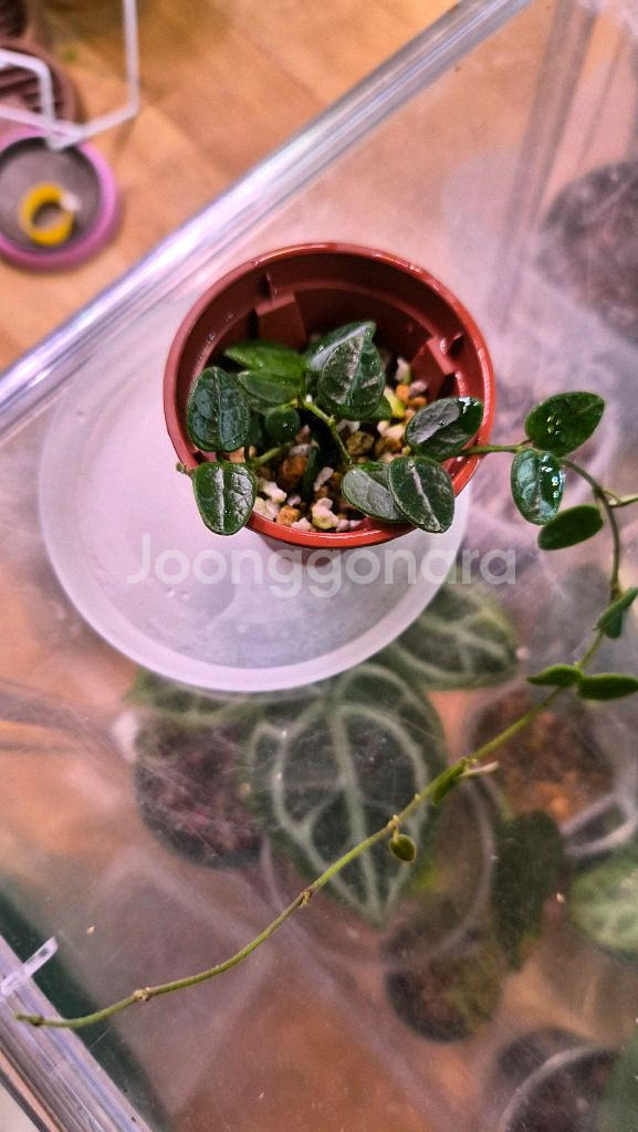 호야 탱총엔시스--1