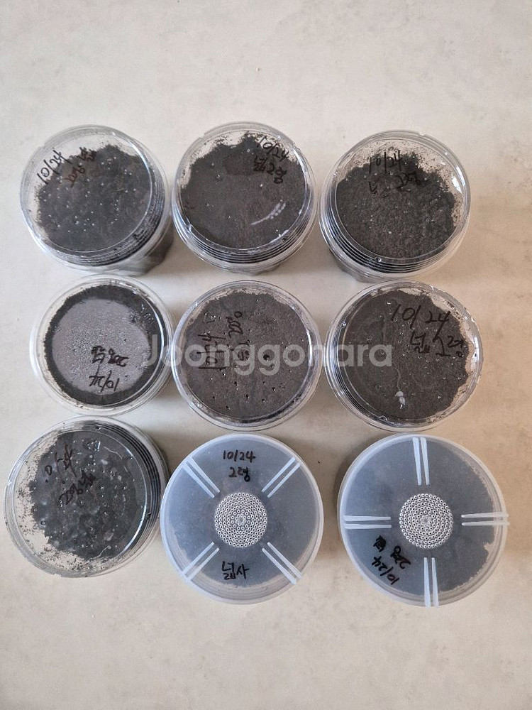 넓적사슴벌레 유충 2령 9마리 분양--0