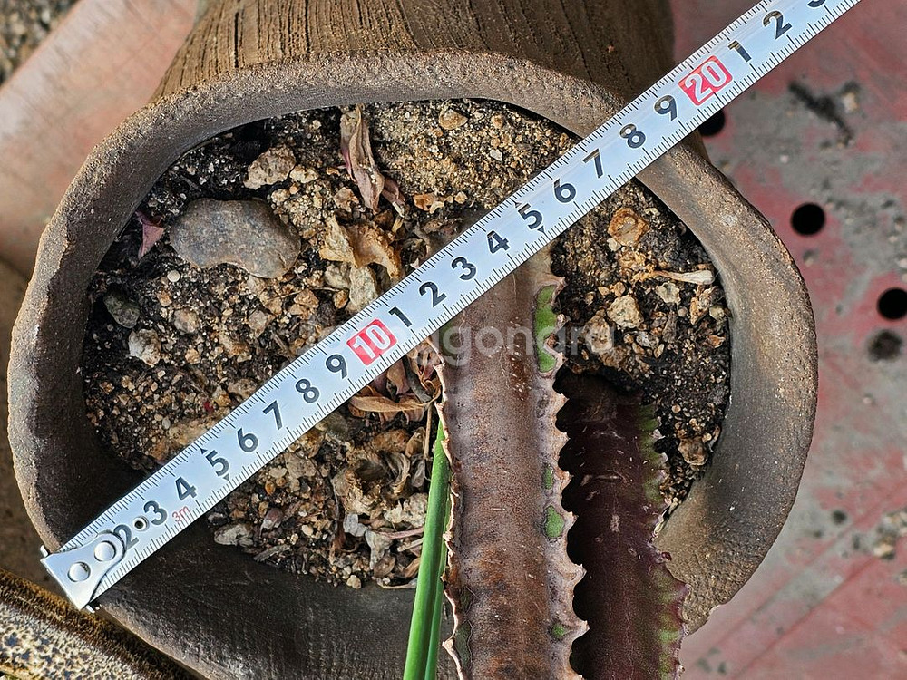 무광 카키 롱화분--2