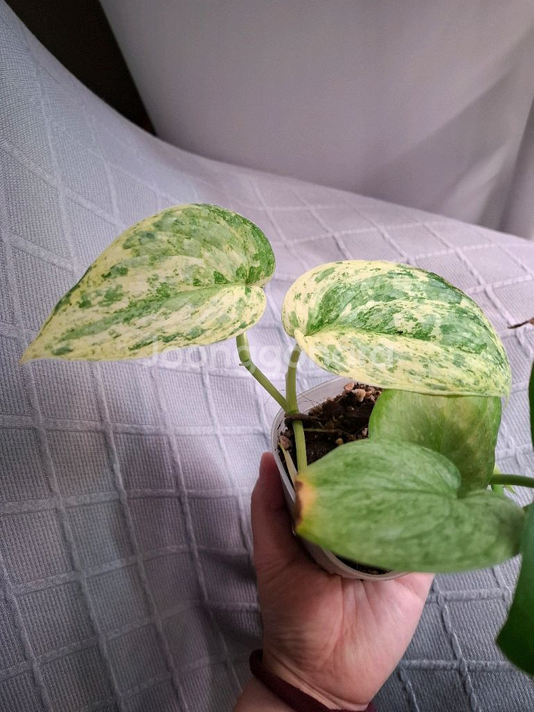 스킨답서스 할리문--1