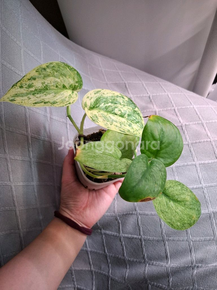 스킨답서스 할리문--0