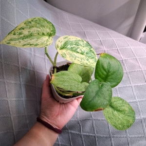 스킨답서스 할리문