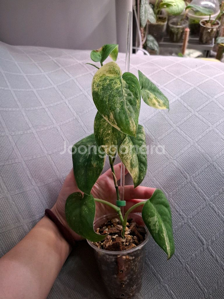 스킨답서스 망구라이--0