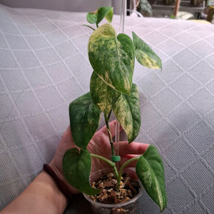 스킨답서스 망구라이