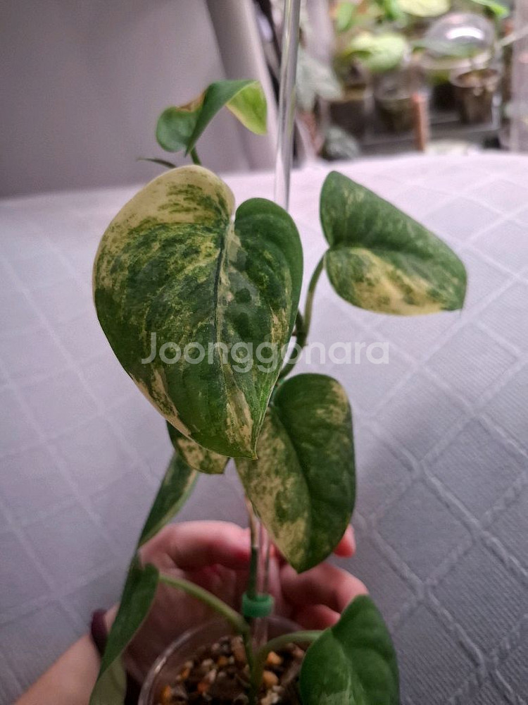 스킨답서스 망구라이--1