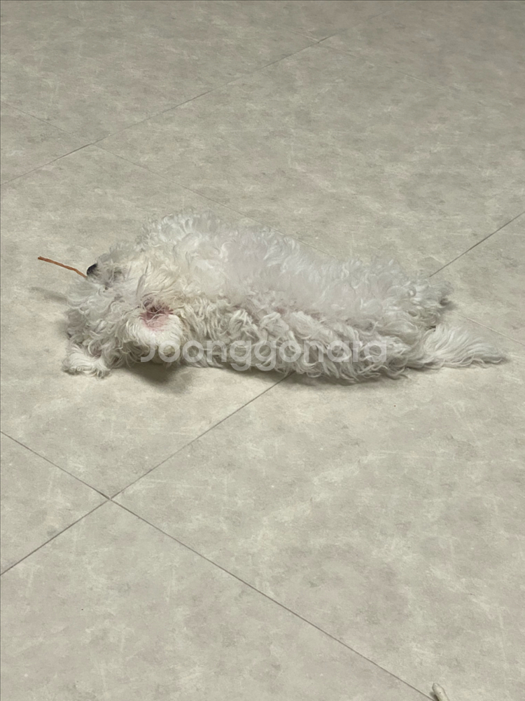 말론 벚꽃 에디션 구매합니다--0