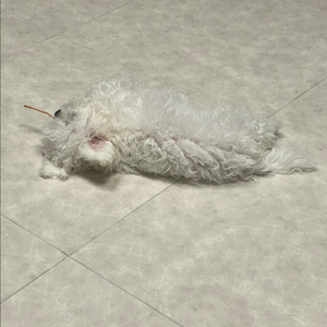 말론 벚꽃 에디션 구매합니다