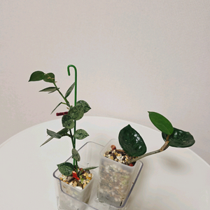 호야 첼시, 크로니아나 수퍼에스키모, 원더