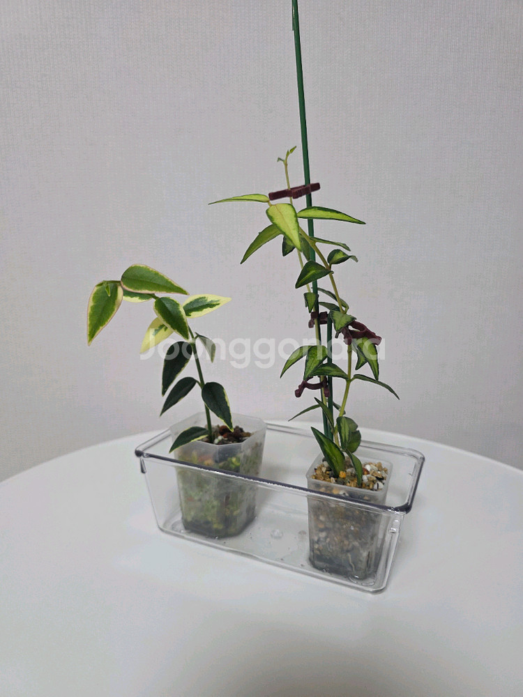 호야 벨라 루이부아,벨라 알보--0