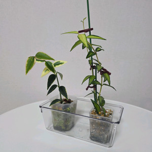 호야 벨라 루이부아,벨라 알보