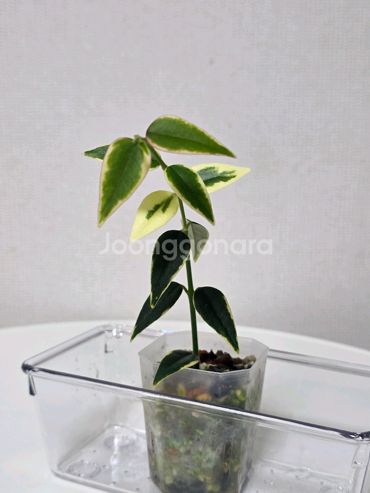 호야 벨라 루이부아,벨라 알보--1