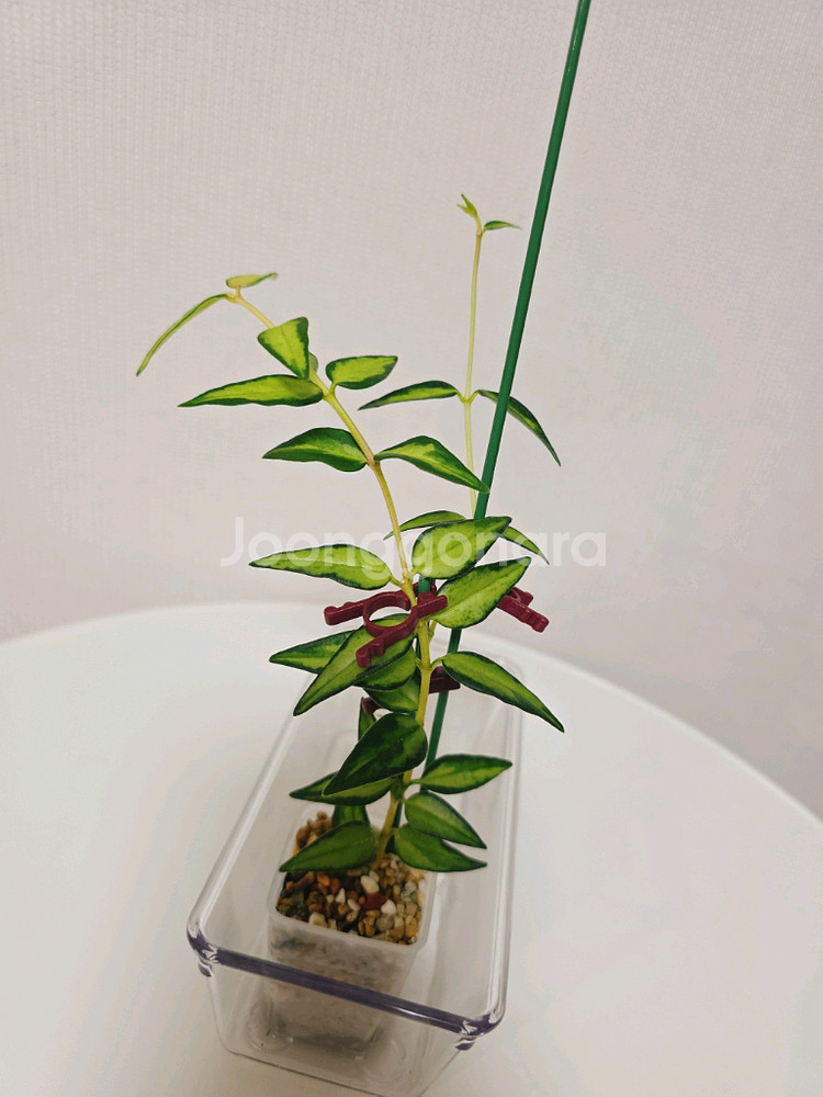 호야 벨라 루이부아,벨라 알보--3