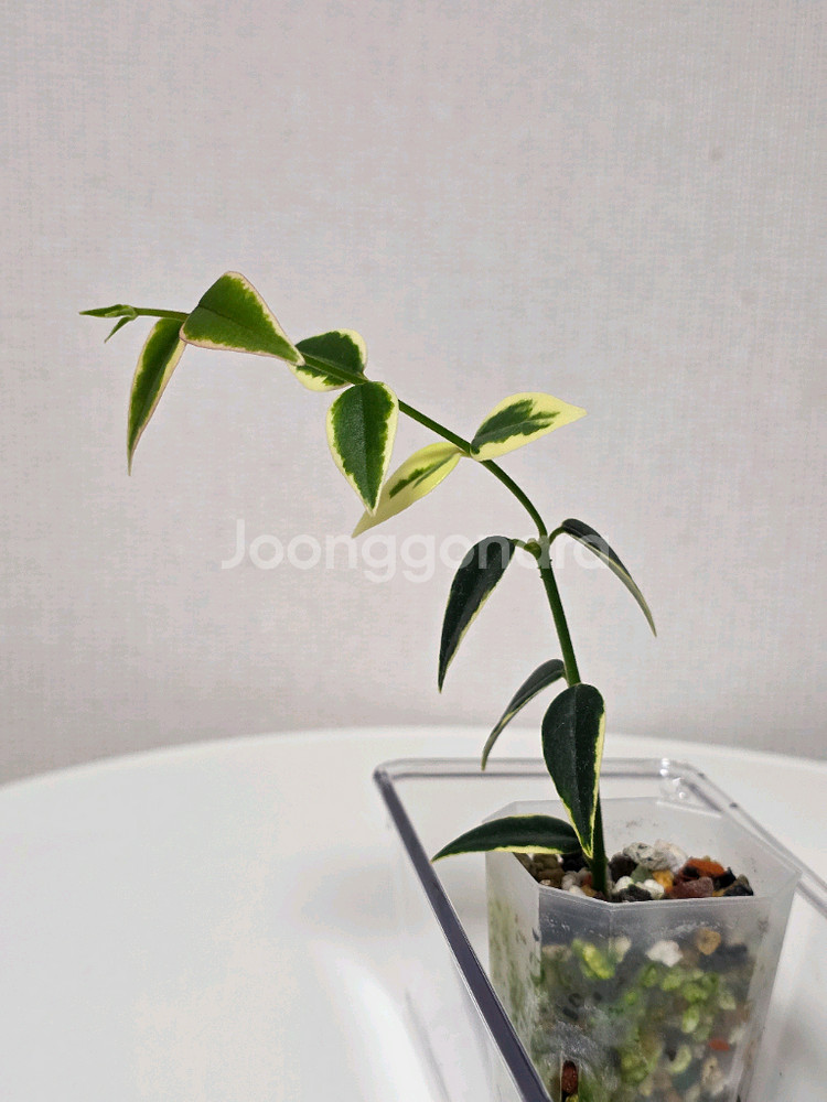 호야 벨라 루이부아,벨라 알보--2