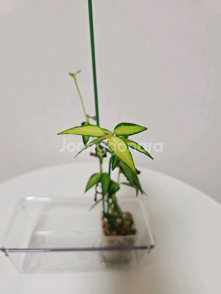 호야 벨라 루이부아,벨라 알보--4