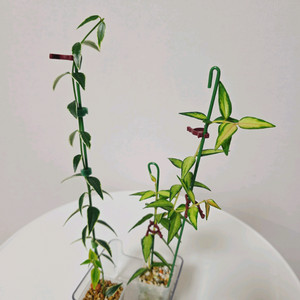 호야 벨라 루이부아, 벨라 알보