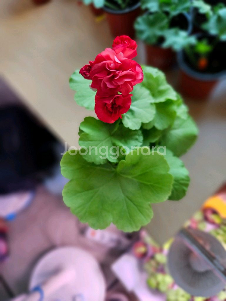 까르페체리 제라늄--0