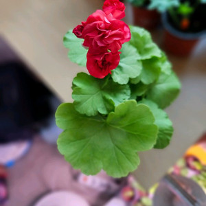 까르페체리 제라늄