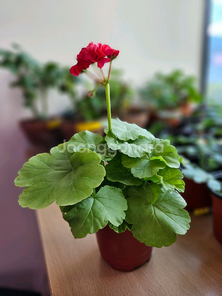 까르페체리 제라늄--1