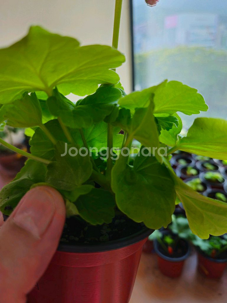 까르페체리 제라늄--2