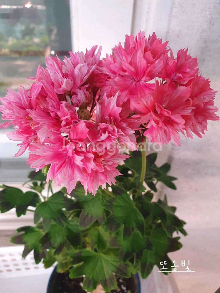 제라늄 3종 또송빛,빛나빛 ,도보포인트 꽃대있음--0