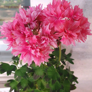 제라늄 3종 또송빛,빛나빛 ,도보포인트 꽃대있음