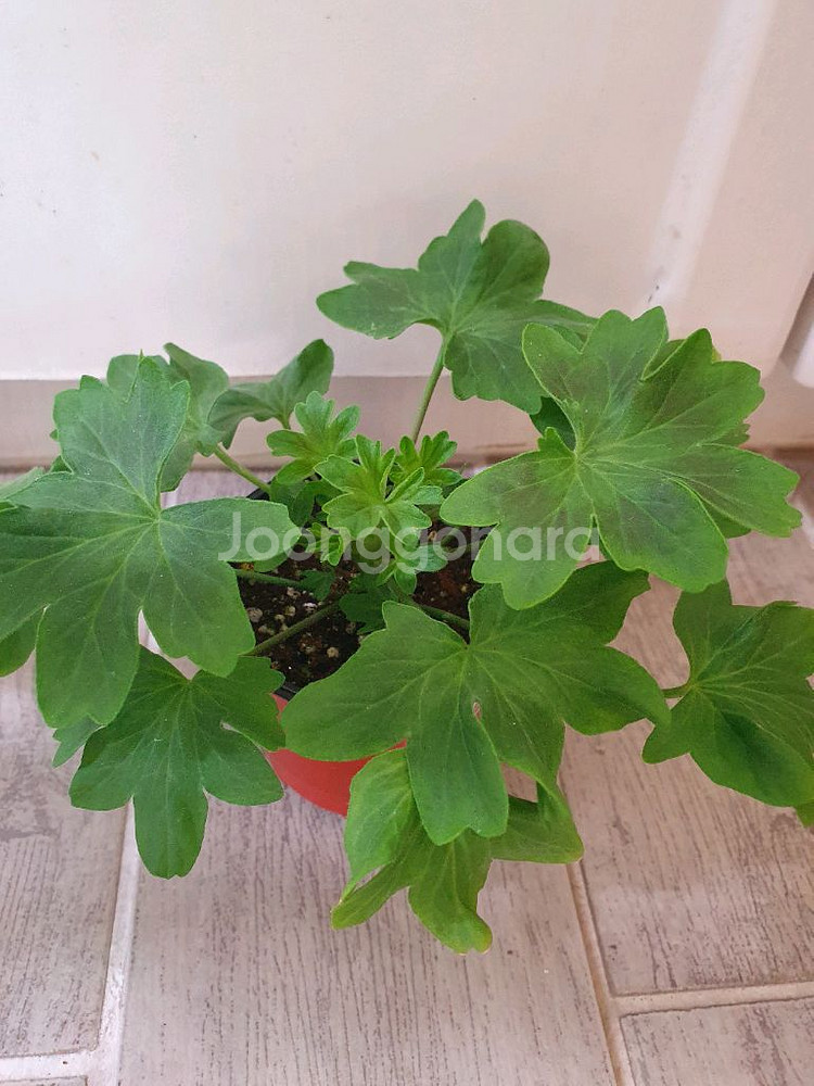 스텔라제라늄 아메리칸님 블루밍셔벗 꽃대있음--1