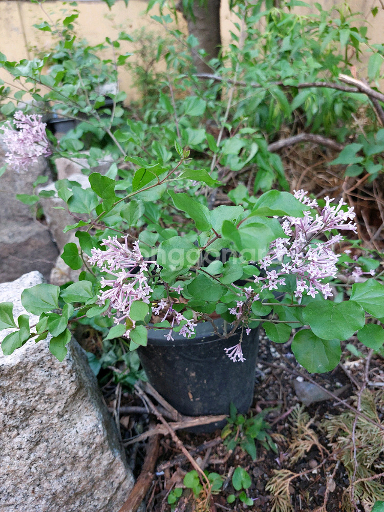 미스김 라일락 꽃 식물--0