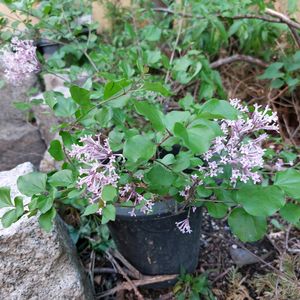 미스김 라일락 꽃 식물