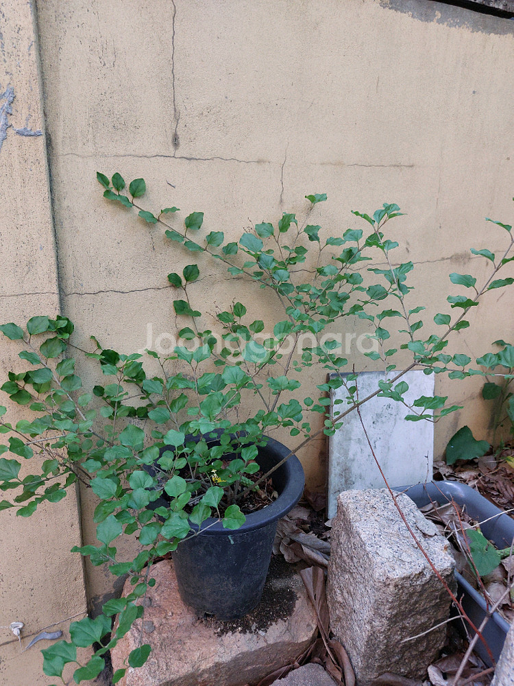 미스김 라일락 꽃 식물--1