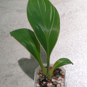 핑크무늬바나나(조배x)