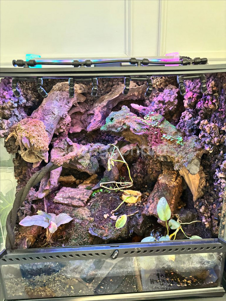 엑소테라 팔루다리움--0