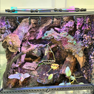 엑소테라 팔루다리움