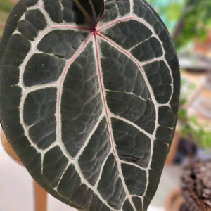 안스리움 미쉘자라 닥터블락 공식 정품 (3촉)