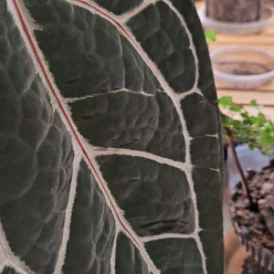 안스리움 미쉘자라 닥터블락 공식 정품 (3촉)