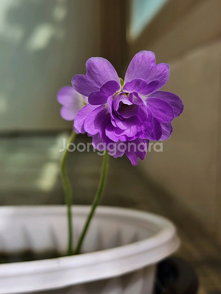 식충식물-프리뮬라플로라로즈( 겹꽃)--0