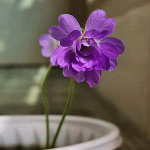 식충식물-프리뮬라플로라로즈( 겹꽃)