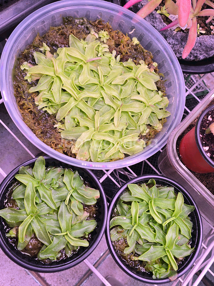 식충식물-프리뮬라플로라로즈( 겹꽃)--2