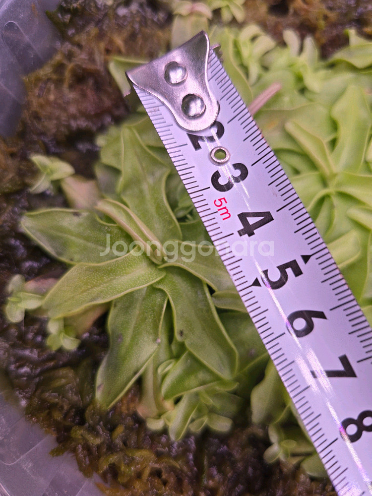 식충식물-프리뮬라플로라로즈( 겹꽃)--1