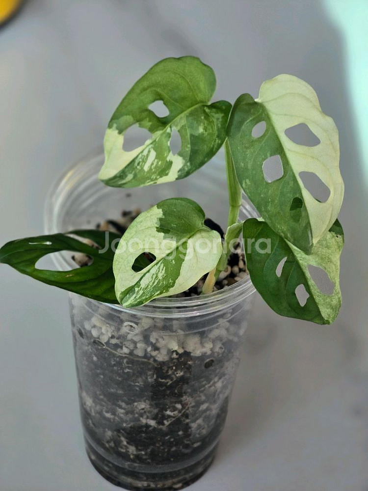 무늬아단소니a1--0