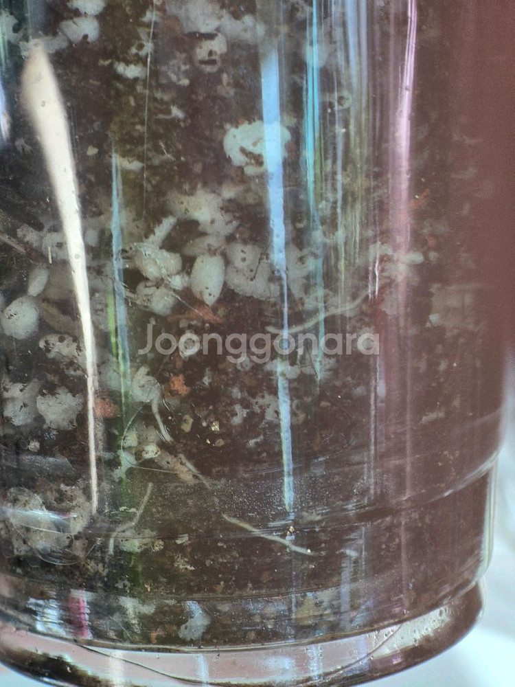 무늬아단소니a1--4