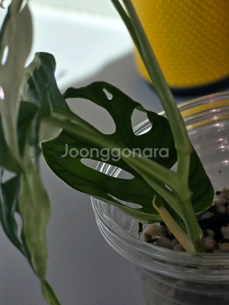 무늬아단소니a1--3