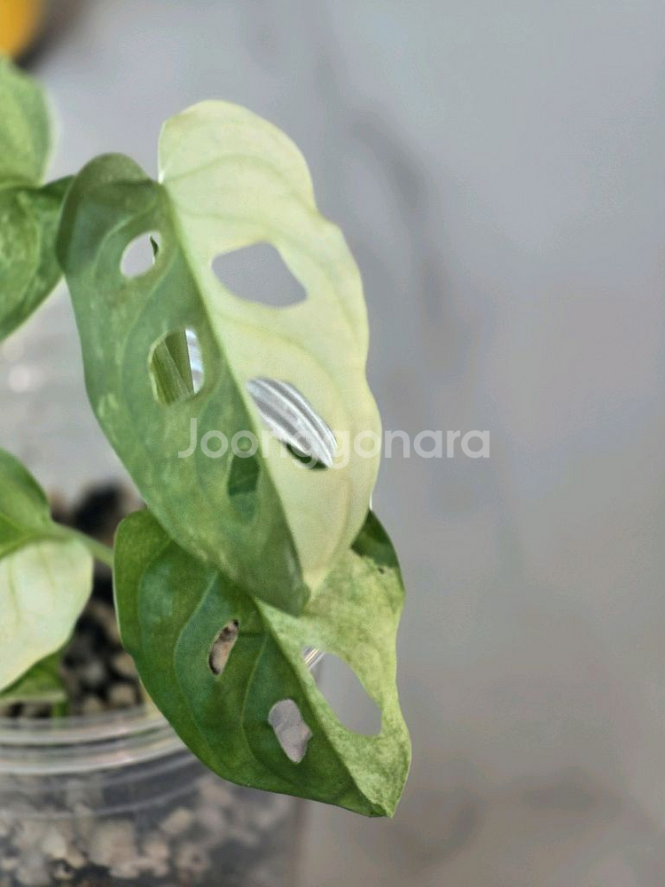 무늬아단소니a1--1