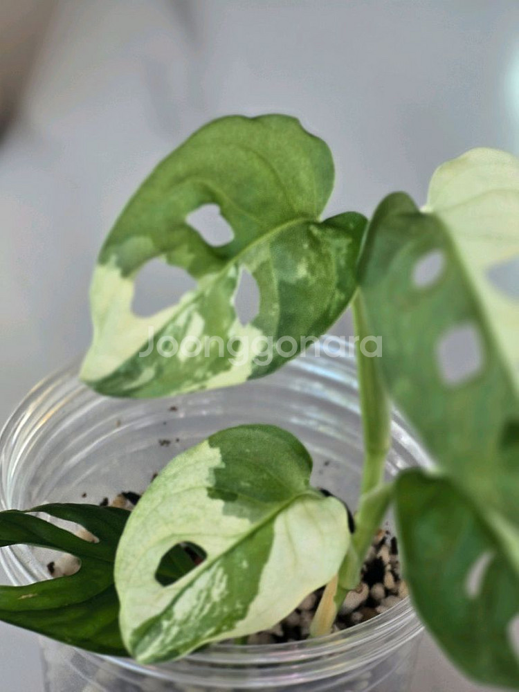 무늬아단소니a1--2