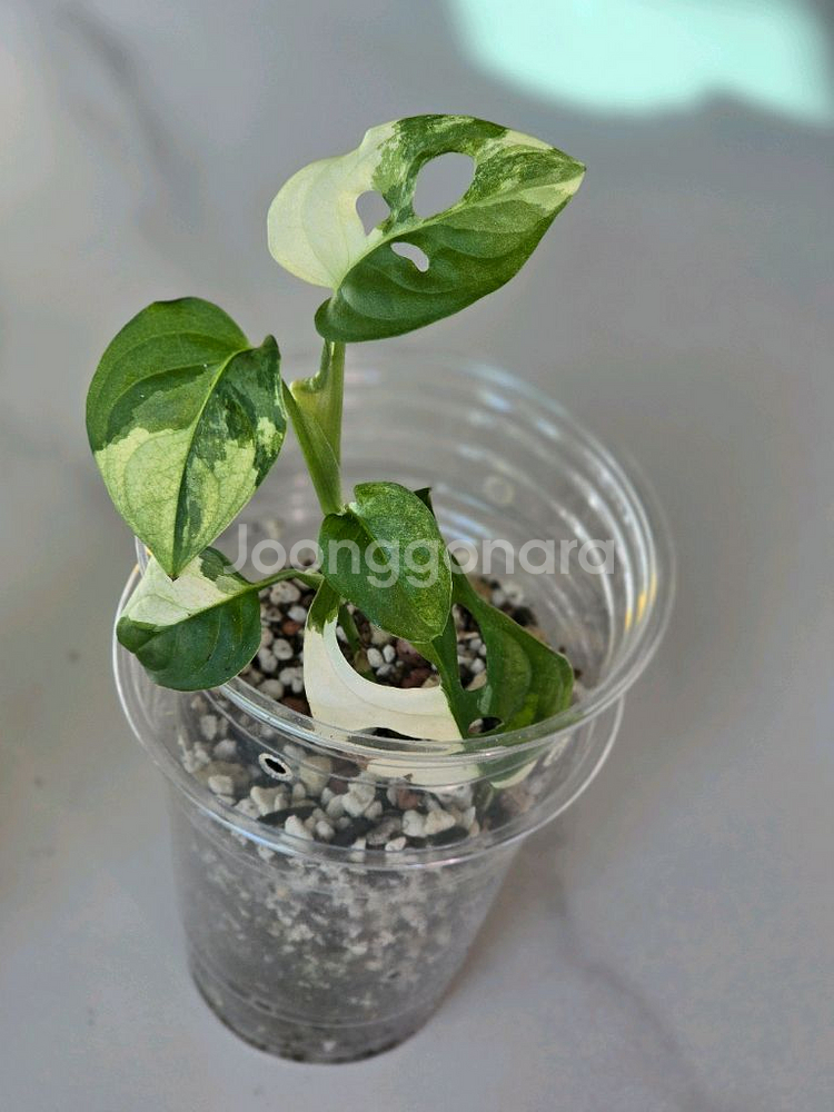 무늬아단소니 a2--0