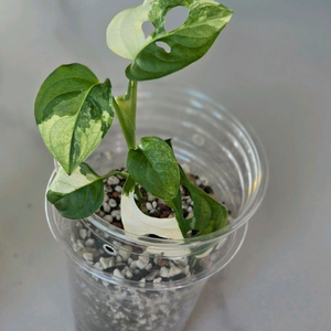 무늬아단소니 a2