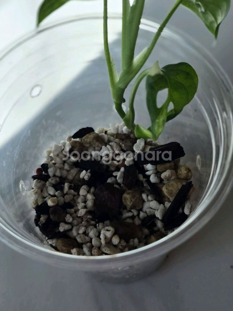 무늬아단소니 a2--6