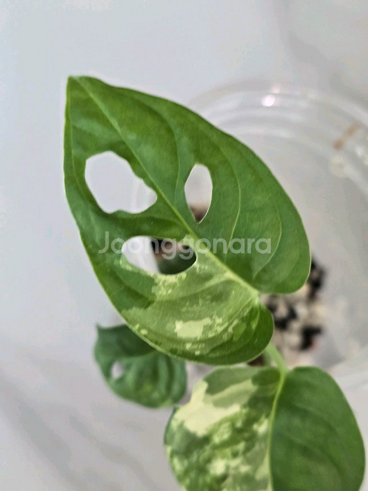 무늬아단소니 a2--5