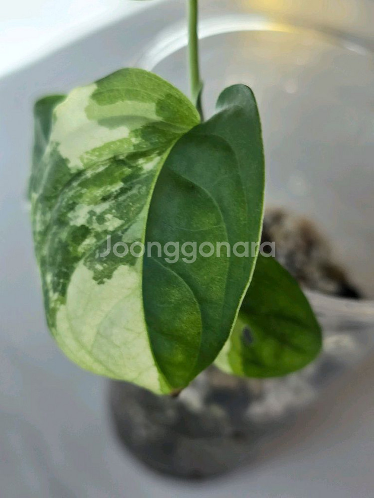 무늬아단소니 a2--4