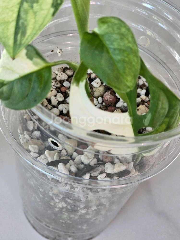 무늬아단소니 a2--2